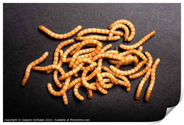 Group of golden mealworms viewed from above moving on a dark bac Print by Joaquin Corbalan