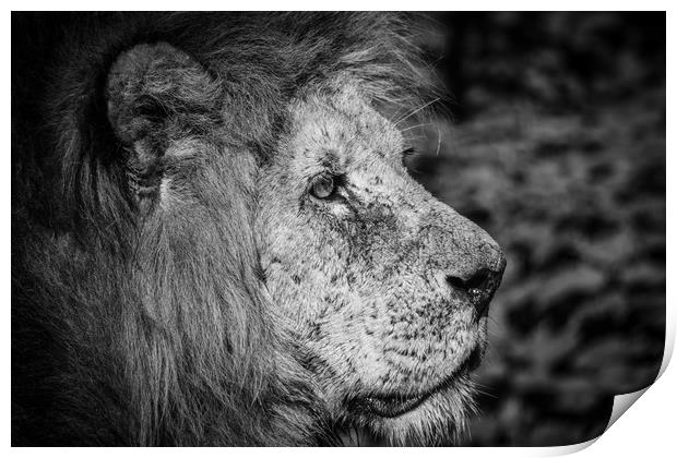 Lions Pride B&W Print by Darren Welsh