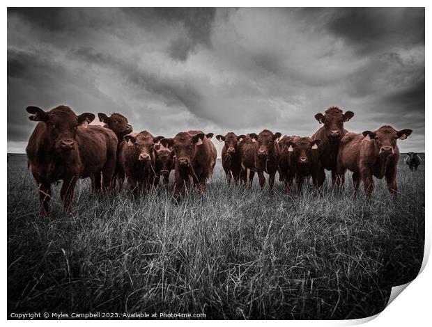 Enquizative Calfs Print by Myles Campbell
