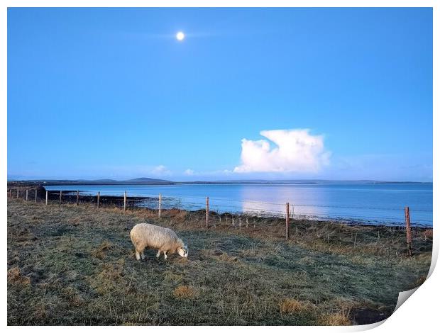 Dottie the lamb grazing under the morning moon  Print by Myles Campbell