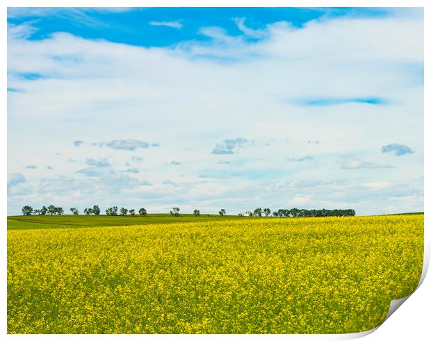 Canola Yellow  Print by Osarieme Eweka