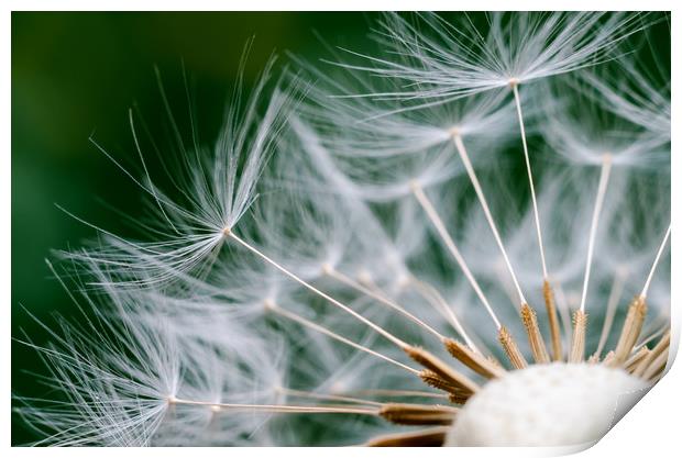 Dandelion Flower Print by Mike C.S.