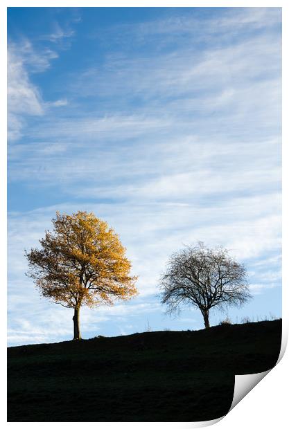 Two trees in autumn Print by Mike C.S.