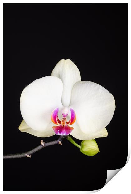White Orchid Still Life  Print by Mike C.S.
