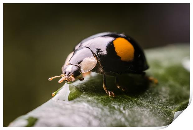 Ladybug On A Leaf  Print by Mike C.S.
