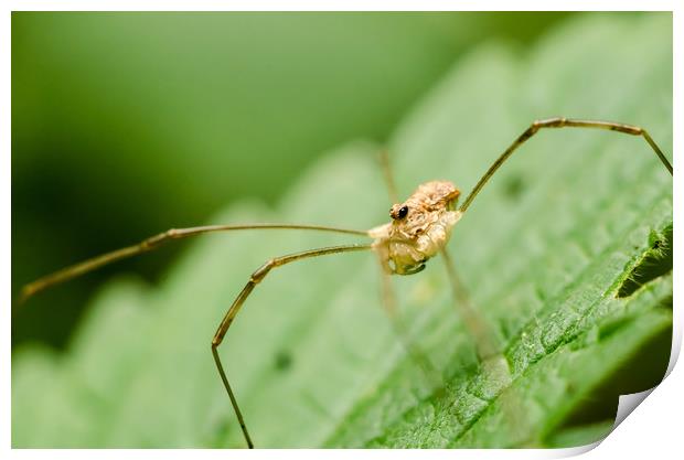 Daddy Longlegs Spider   Print by Mike C.S.