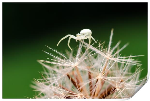 Crab Spider On A Dandelion Flower  Print by Mike C.S.