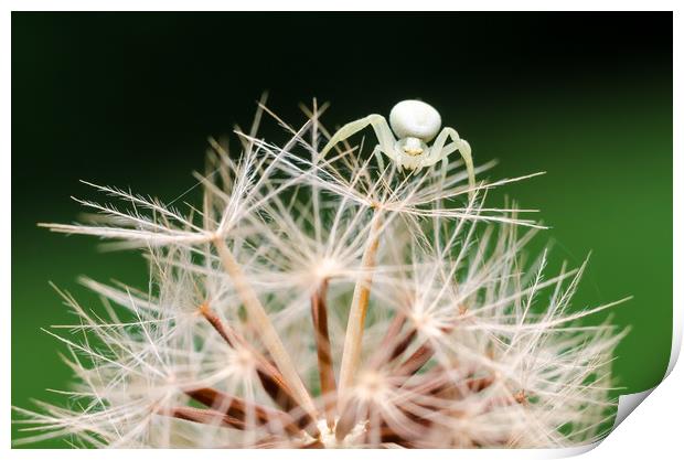 Crab Spider On A Dandelion  Print by Mike C.S.