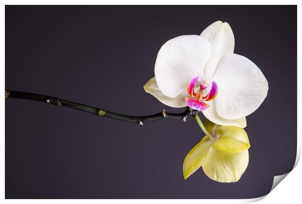 White And Yellow Orchid  Print by Mike C.S.