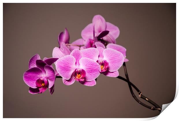 Purple Orchids Still Life Print by Mike C.S.
