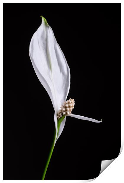 Japanese Peace Lily Print by Mike C.S.