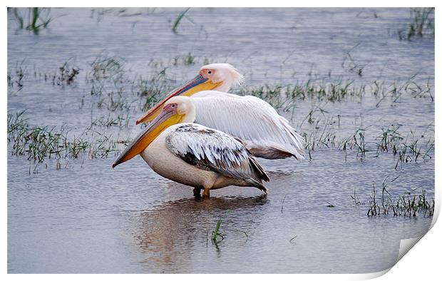 Great White Pelicans in Kenyan wetlands Print by Simon Marshall