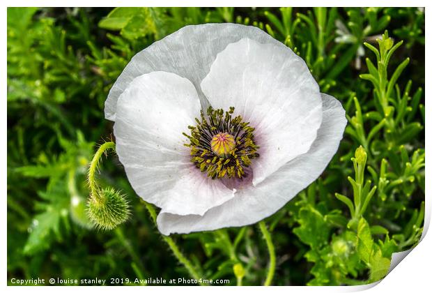 White Poppy Print by louise stanley