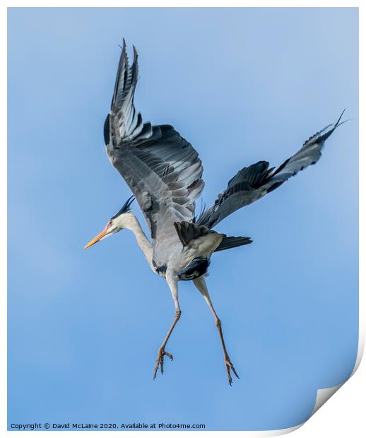Grey Heron Flying Print by David McLaine