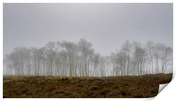 Birch Trees in the fog Print by Robbie Spencer