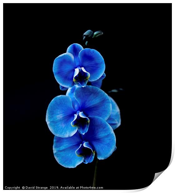 Blue Orchid Print by David Strange