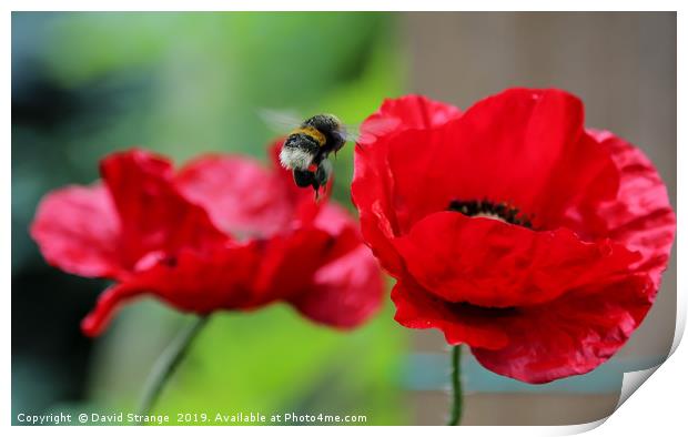 Hovering bee on British Poppies Print by David Strange