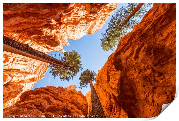 Trees in Bryce Canyon Print by Anthony Rosner