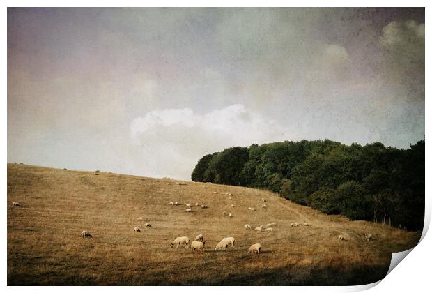 A flock of sheep in a field on a summer's evening. Print by David Wall