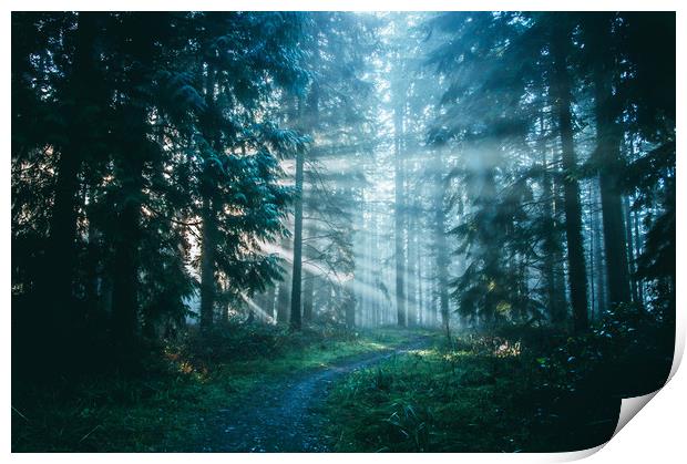 A path through a beautiful misty forest  Print by David Wall