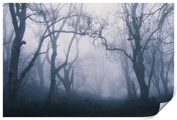 Forest Fog Print by David Wall