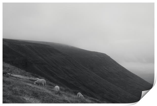 Mountain sheep Print by David Wall