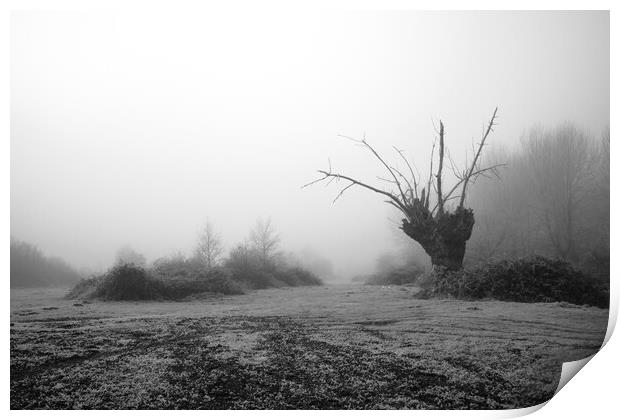 A frosty winters day with a silhouetted old tree Print by David Wall