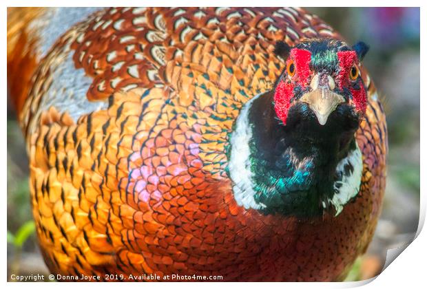 Pheasant Portrait Print by Donna Joyce