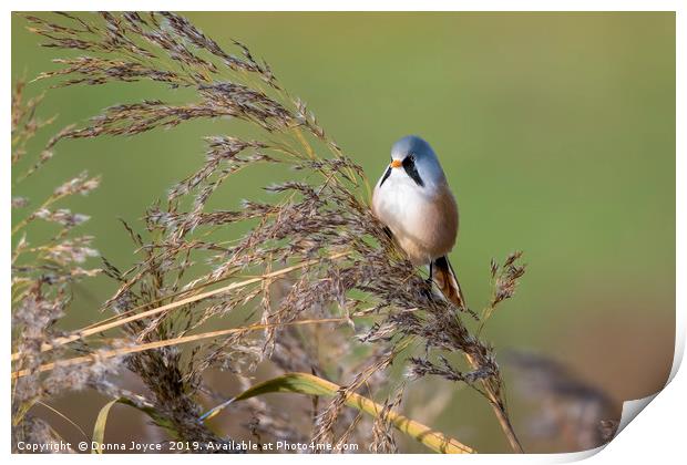 Bearded tit Print by Donna Joyce