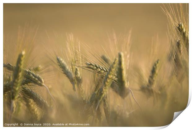 A field of barley at sunset Print by Donna Joyce