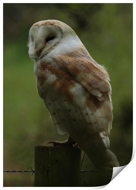 A Barn Owl Napping Print by Lorraine Leversha-Capps
