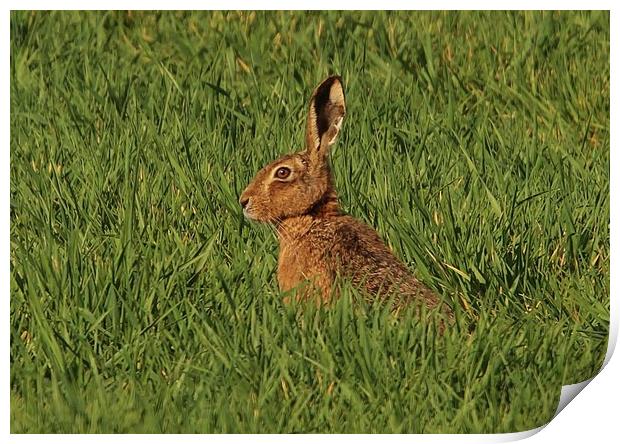 The Hare Print by Lorraine Leversha-Capps