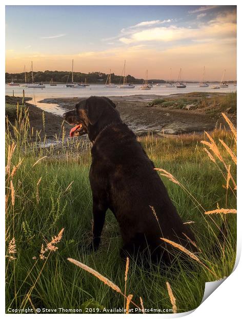 Labrador at the Golden Hour Print by Steve Thomson