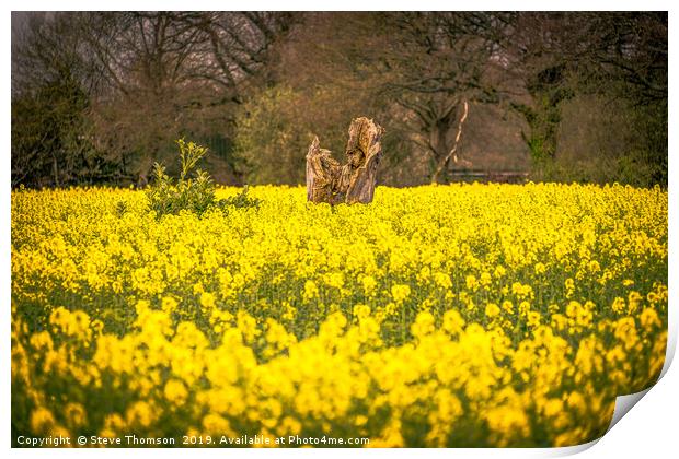 The Yellow Field Print by Steve Thomson