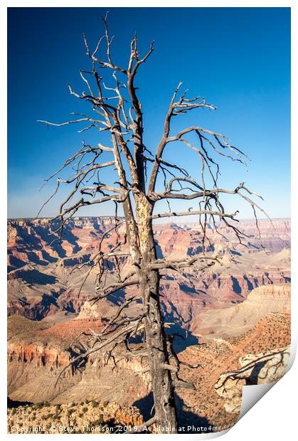 Dead Tree - Grand Canyon Print by Steve Thomson