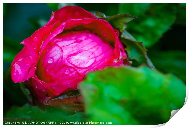 water on red red rose  Print by D.APHOTOGRAPHY 
