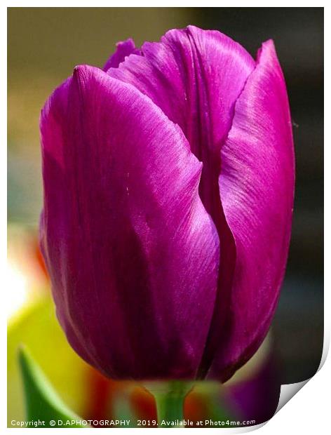 the tulip Print by D.APHOTOGRAPHY 