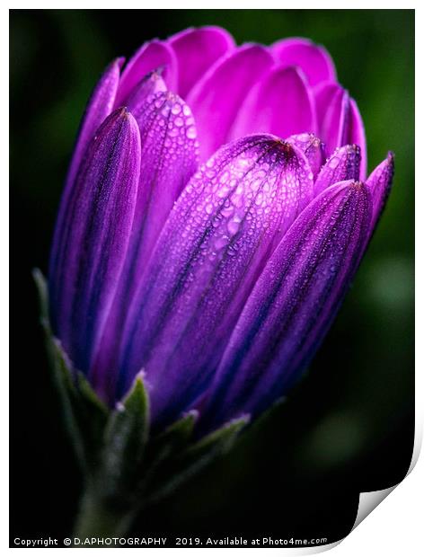dreamy tulip Print by D.APHOTOGRAPHY 