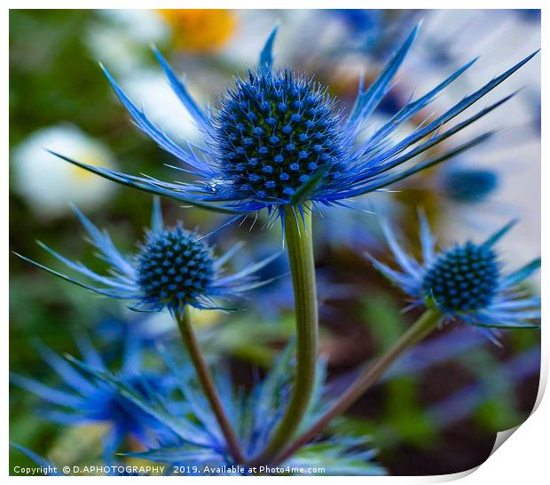 blue thistle Print by D.APHOTOGRAPHY 