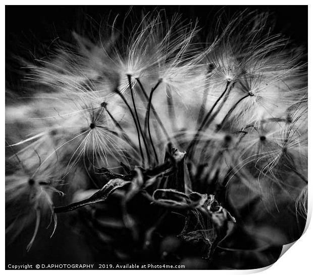 Dandelion seeds Print by D.APHOTOGRAPHY 