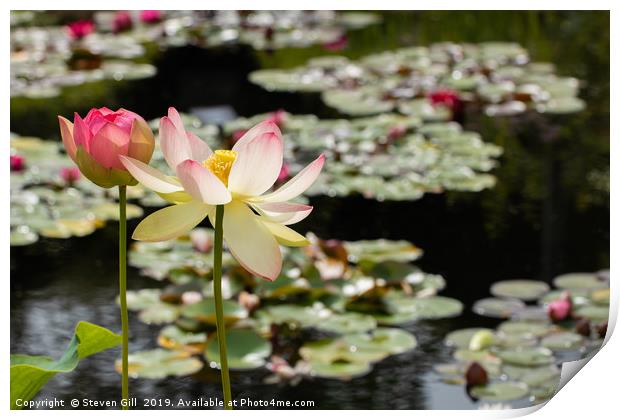 Sunlit Pink and White  Lotus Flowers.  Print by Steven Gill