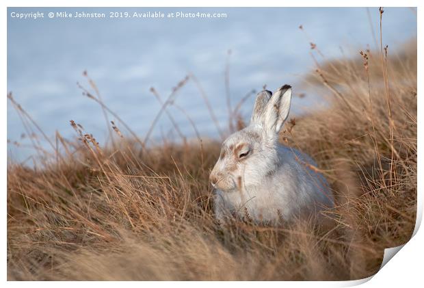Sunbathing mountain hare Print by Mike Johnston