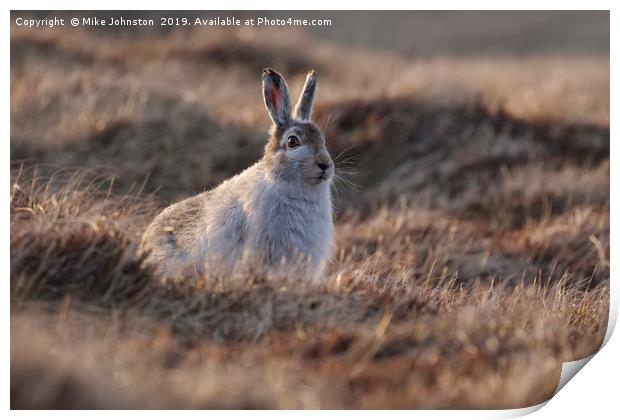 Mountain hare Print by Mike Johnston