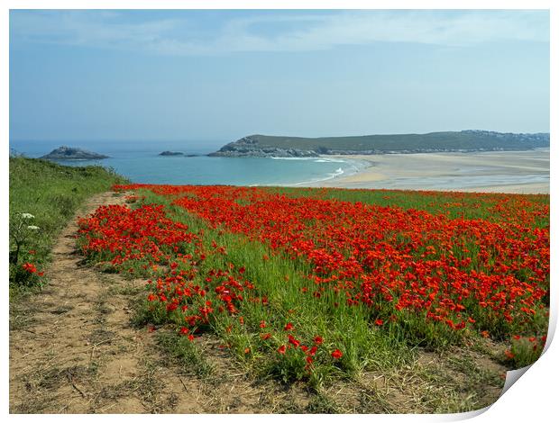 Cornish Poppy field  Print by Tony Twyman