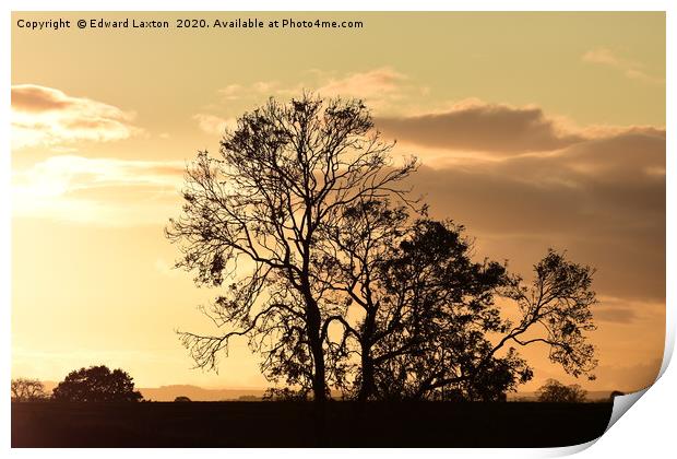 Three Ash Tree Silhouettes Print by Edward Laxton