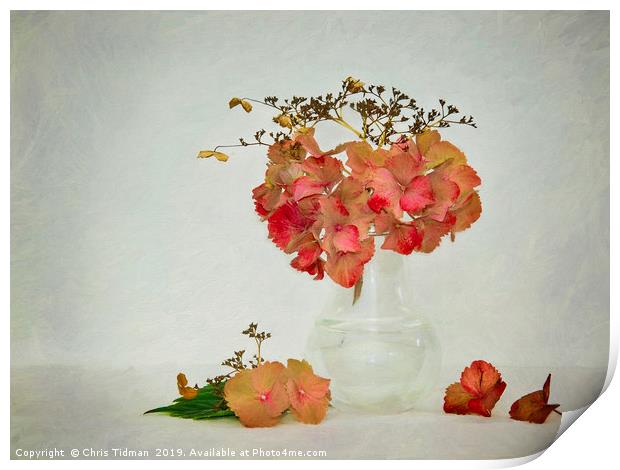 Hydrangea in Vase Print by Chris Tidman