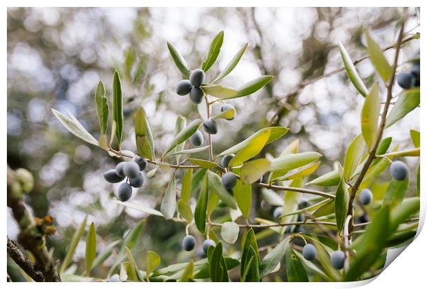 Black Olives in Olive Tree, Print by Paulo Sousa