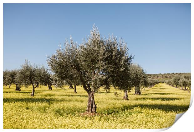 Olive tree in yellow flowers field Print by Paulo Sousa