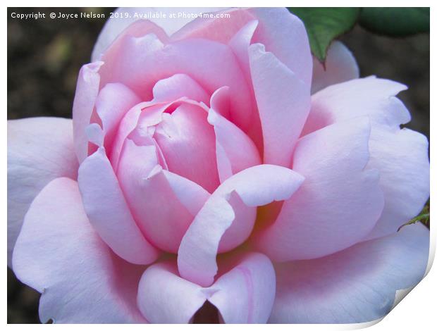 A pretty pink rose flower in bloom Print by Joyce Nelson