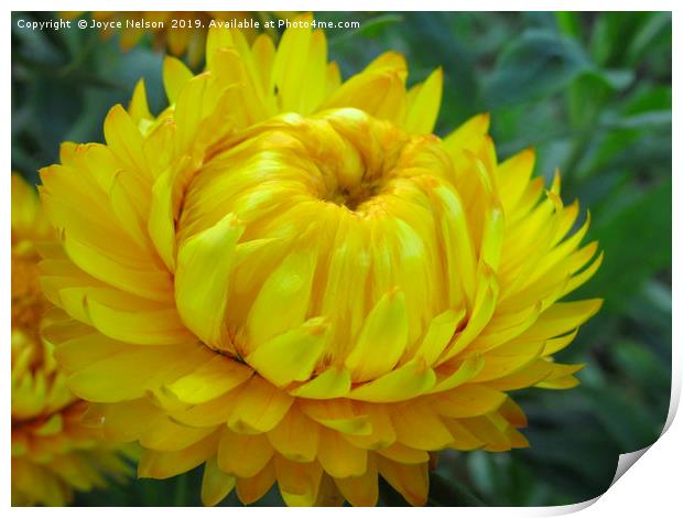 A yellow Dahlia in bloom Print by Joyce Nelson